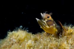 "Burp"
Blenny after a bite to eat, looked like he was be... by Richard Horn 